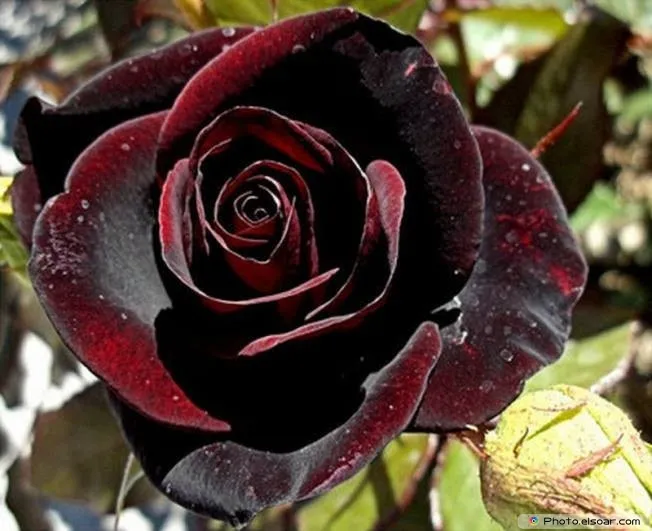 Black-Rose-Photo.jpg