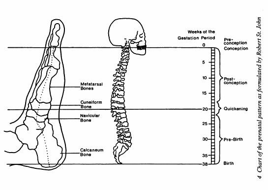 esquema-prenatal.gif