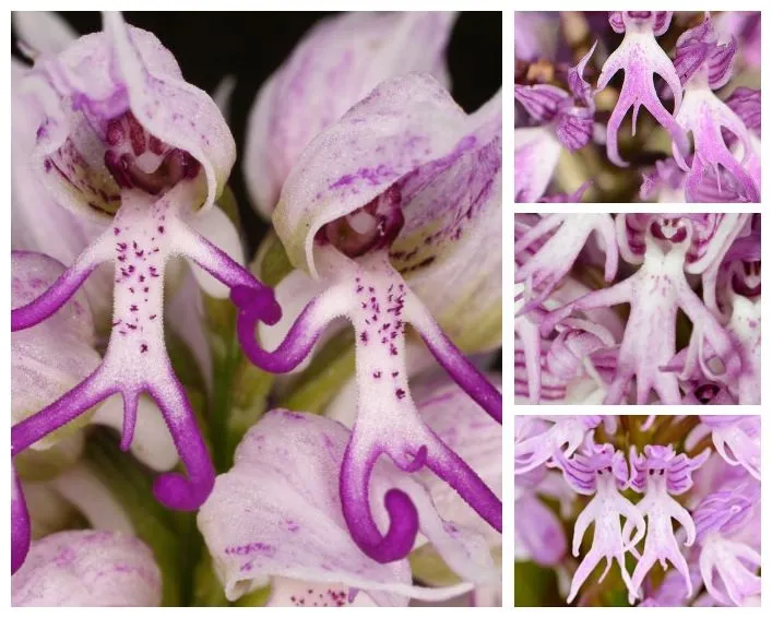 Naked-Man-Orchid.jpg