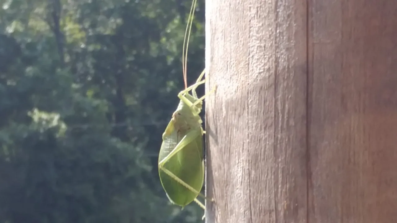 insect bug 2.jpg