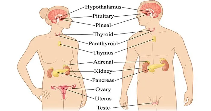 endocrine-system.jpg