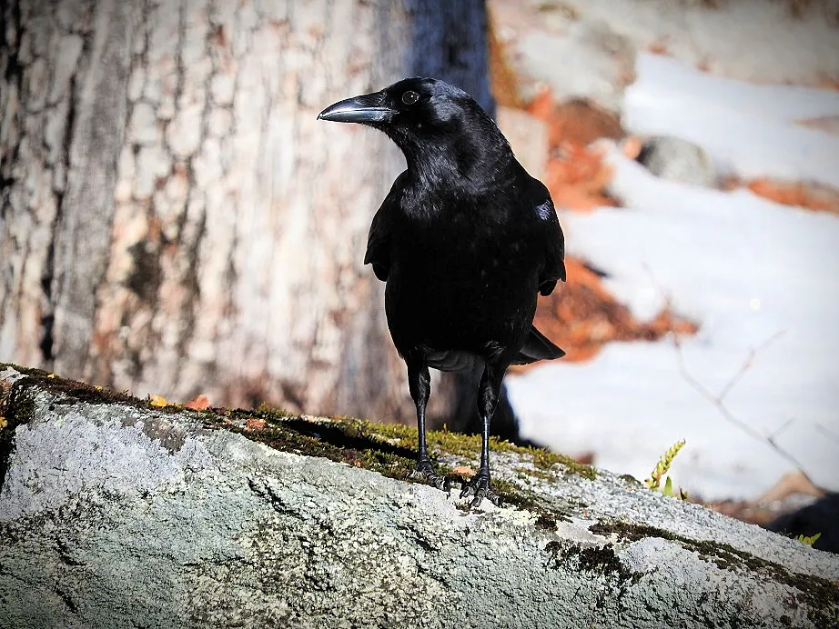 Feathered Friends Crow Visit From February 27th, 2017