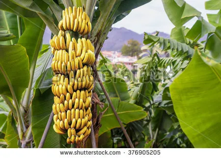 stock-photo-banana-tree-with-bunch-of-growing-ripe-yellow-bananas-plantation-rain-forest-background-376905205.jpg