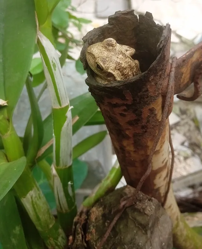 escondida