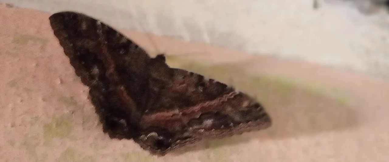 ascalapha
