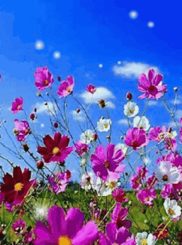 untitled.gif