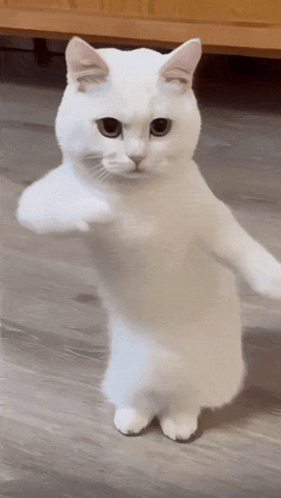 untitled.gif