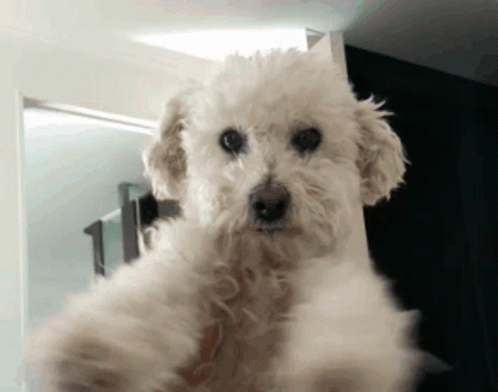 untitled.gif
