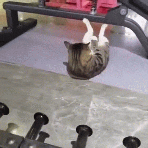 untitled.gif
