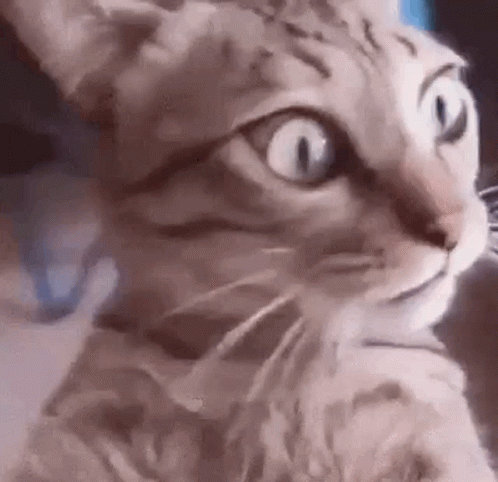 untitled.gif