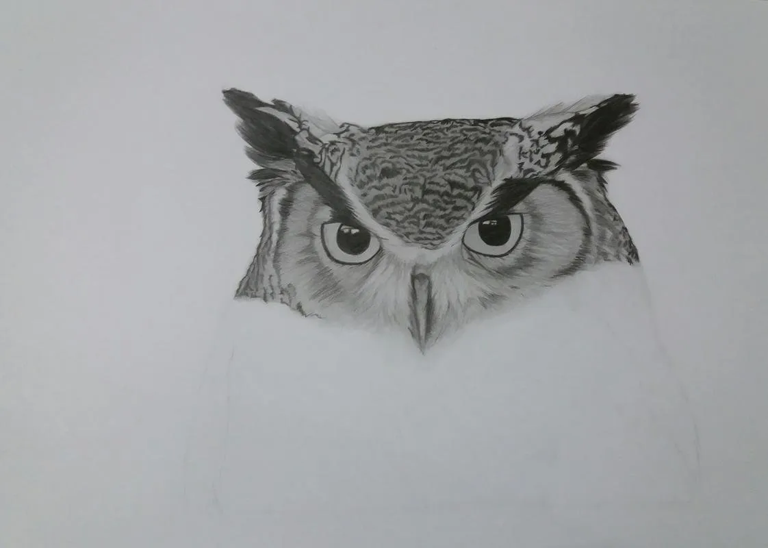 Drawing a realistic Owl., image size:1122x800
