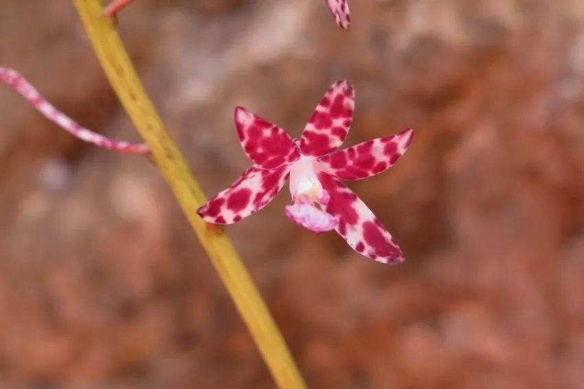 Orchids XXVII 7.jpg