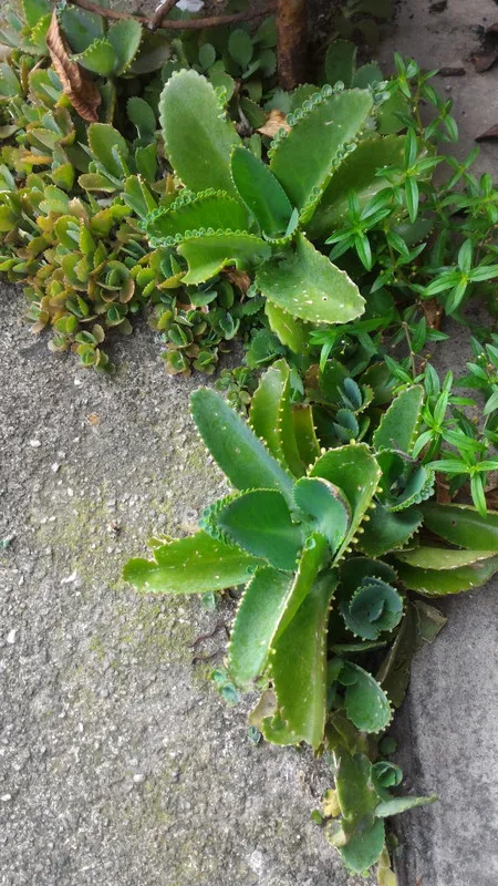 shrub_on_floor_1.jpg