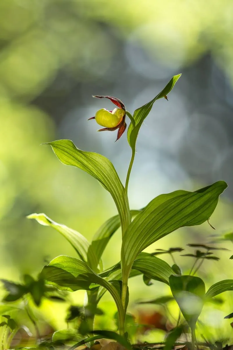 Gelber Frauenschuh (Cypripedium calceolus)_1956-BF.jpg