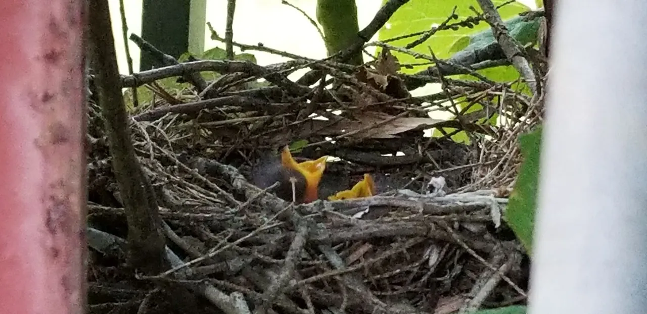 20180621_194624 - Baby mockingbirds begging for food.jpg