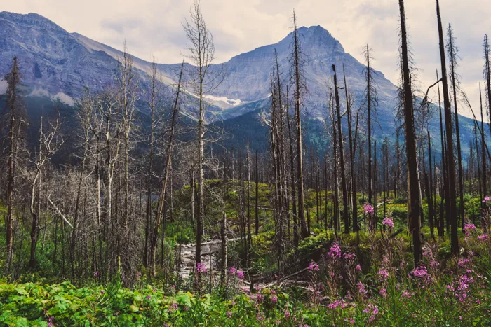 Montana Travels- Glacier National Park - Part 2-40.jpg