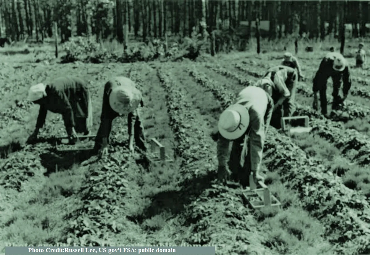 Strawberry Pickers FSA photo by Russell Lee public.jpg