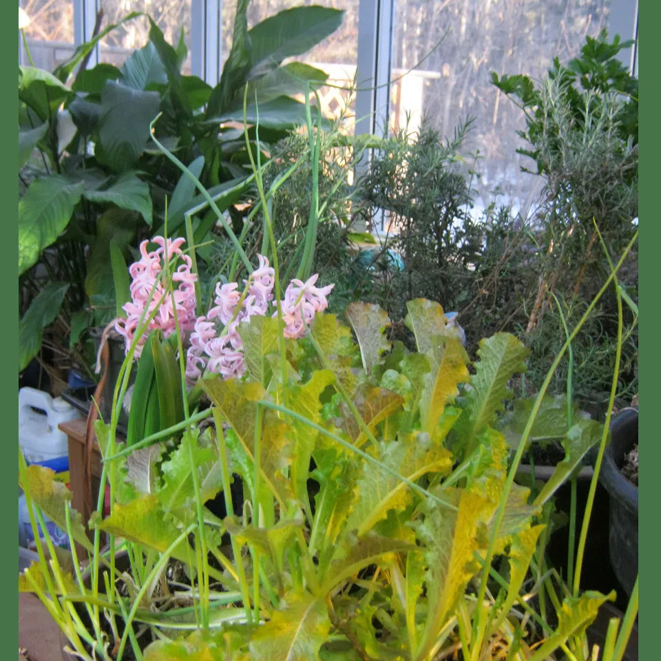 lettuce green onions and hyacinth in indoor garden.JPG