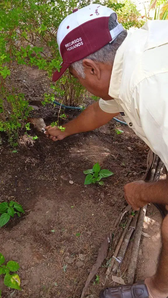 Limpiando el área para la siembra de ají.jpg