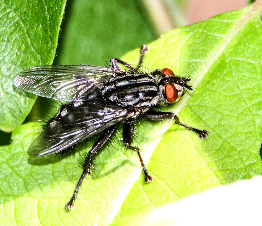 Insects by Shadi Alzaghari on 500px.com