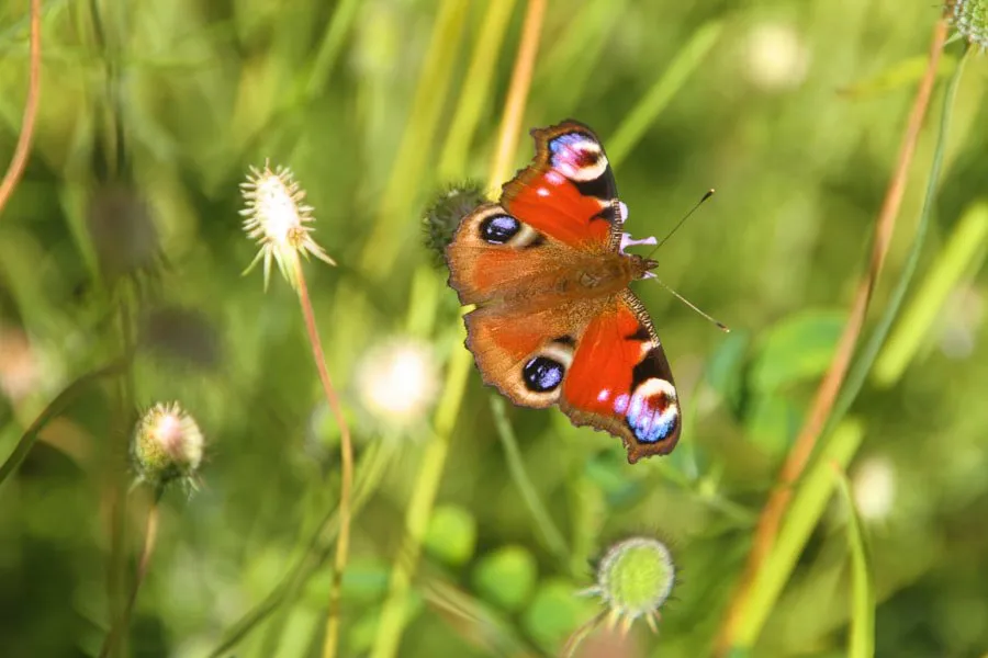 Lepidoptera by Shadi Alzaghari on 500px.com