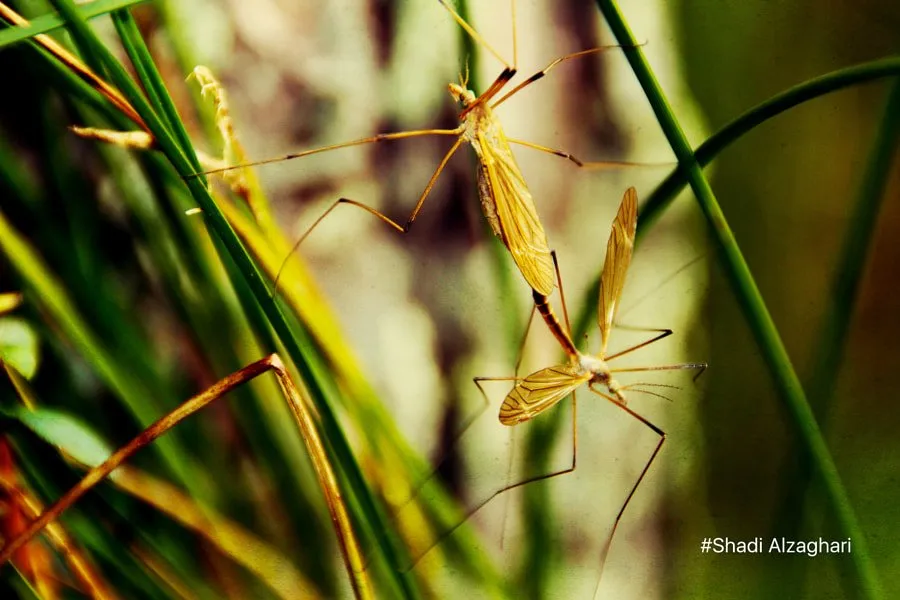 Fotor by Shadi Alzaghari on 500px.com