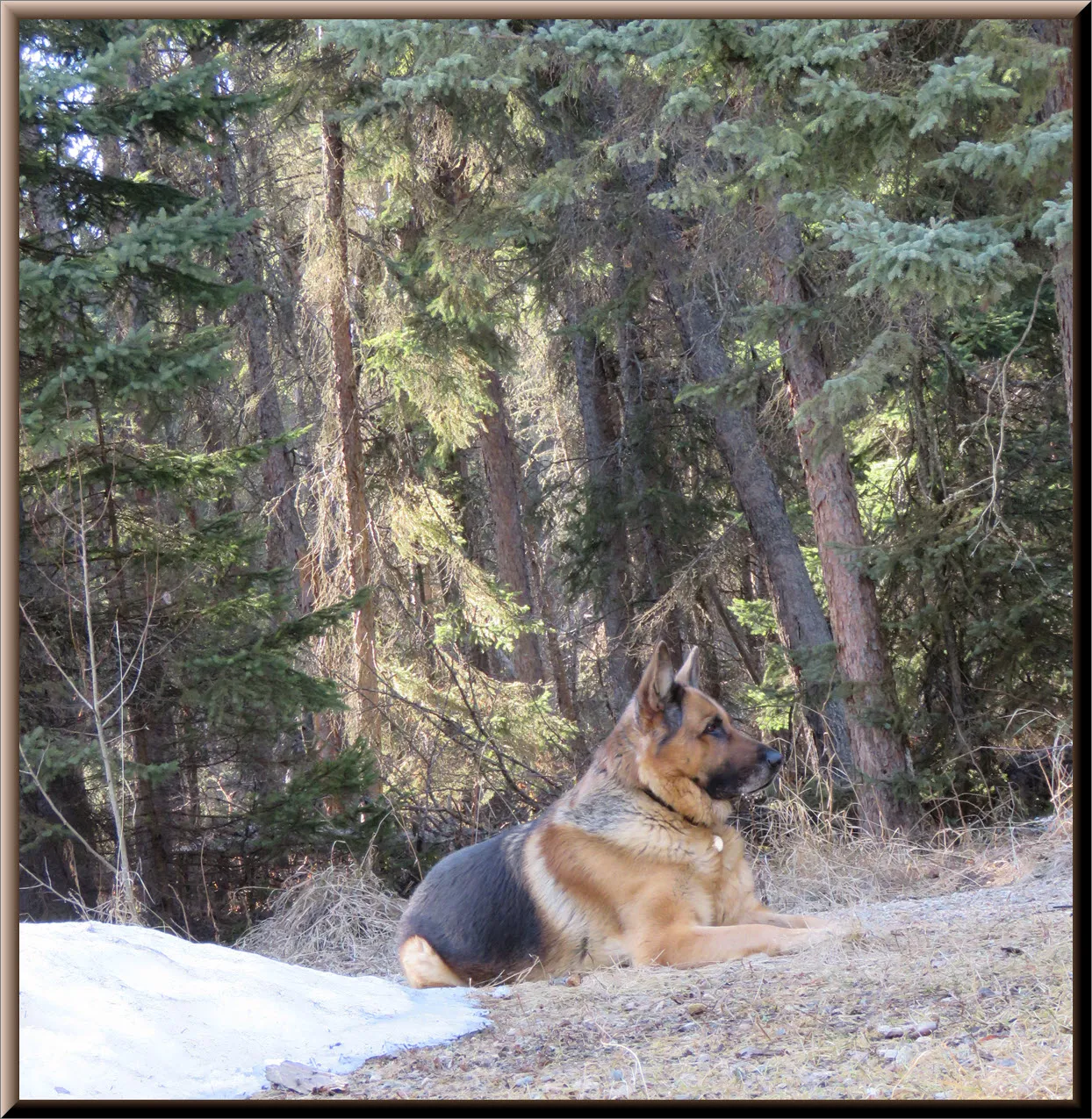 Bruno by snow forest scene in background with sunbeam shining on one tree.JPG