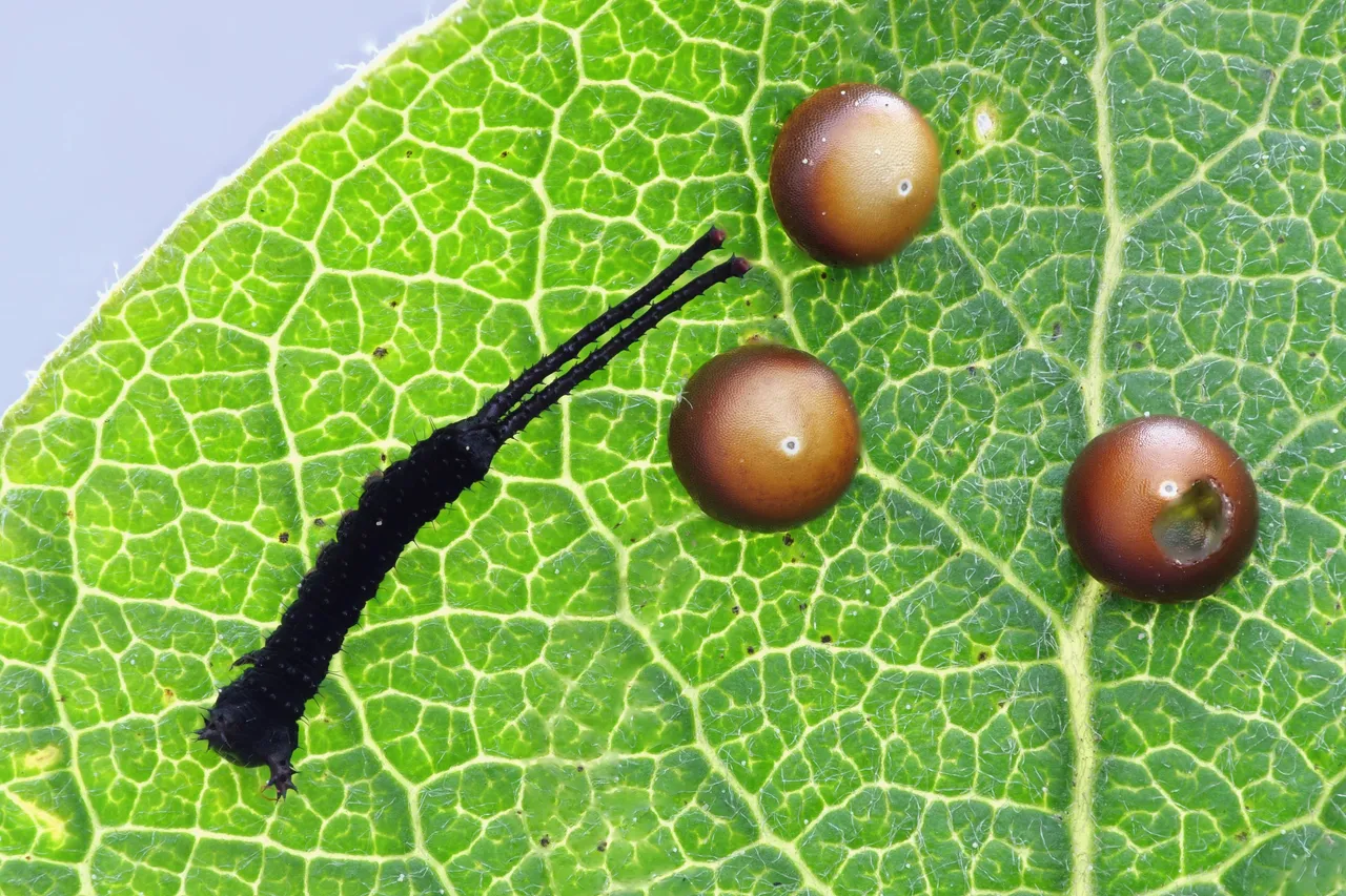 Große Gabelschwanz Cerura vinula_20190525 121948 60_HF60Bearbeitet.jpg