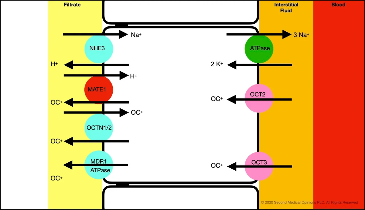 Picture Steemit Tubular Cell Transport Organic Cation 1.jpg