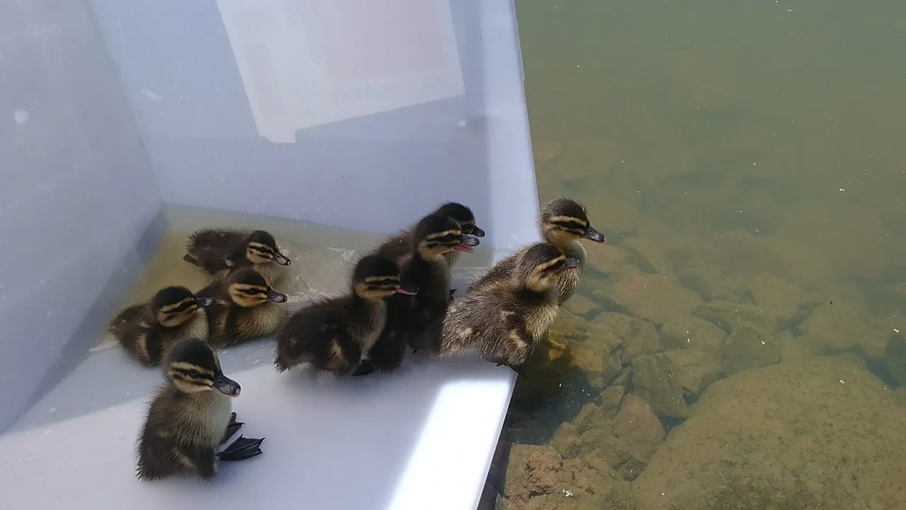 14 Dec 2019 - Happy Valley WTP Duckling Rescue (10).jpg