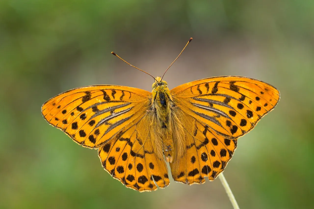 Kaisermantel (Argynnis paphia)_0316-BF.jpg