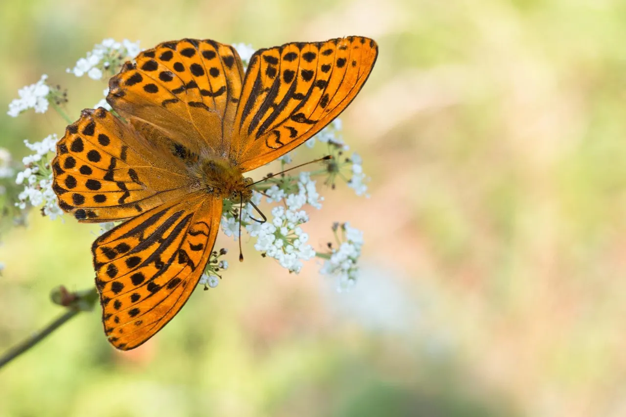 Kaisermantel (Argynnis paphia)_Q22A5018-BF.jpg