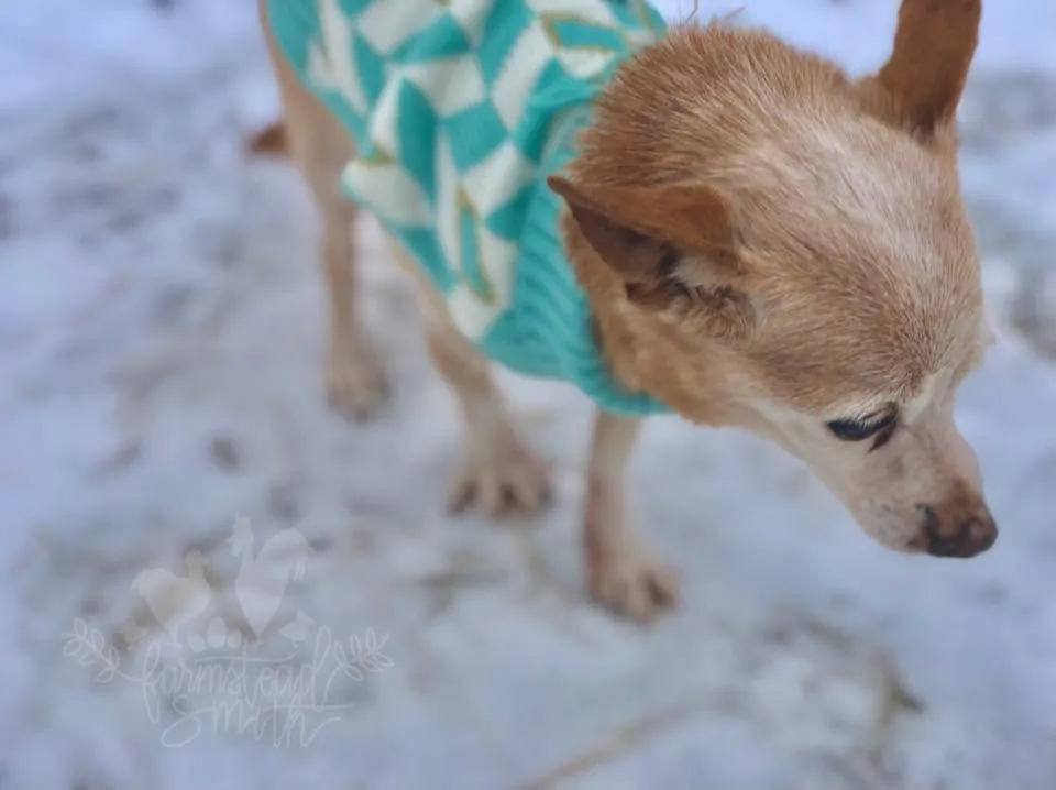 farmstead farmsteadsmith squeakers dog chihuahua