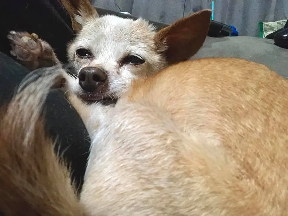 farmstead farmsteadsmith dog chihuahua postsurgery