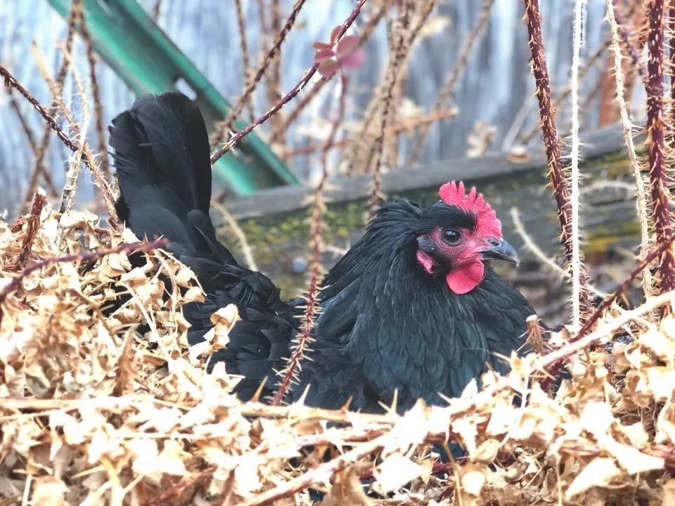 farmstead farmsteadsmith chicken australorp