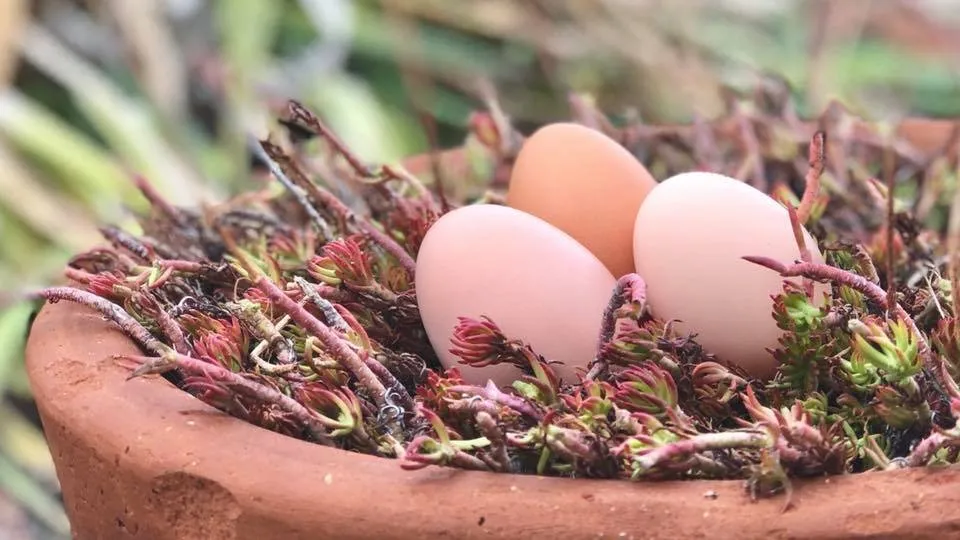 farmstead farmsteadsmith chicken eggs