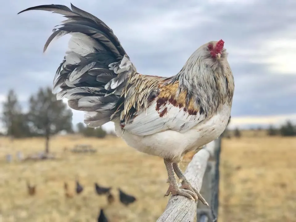 farmstead farmsteadsmith chicken rooster easteregger