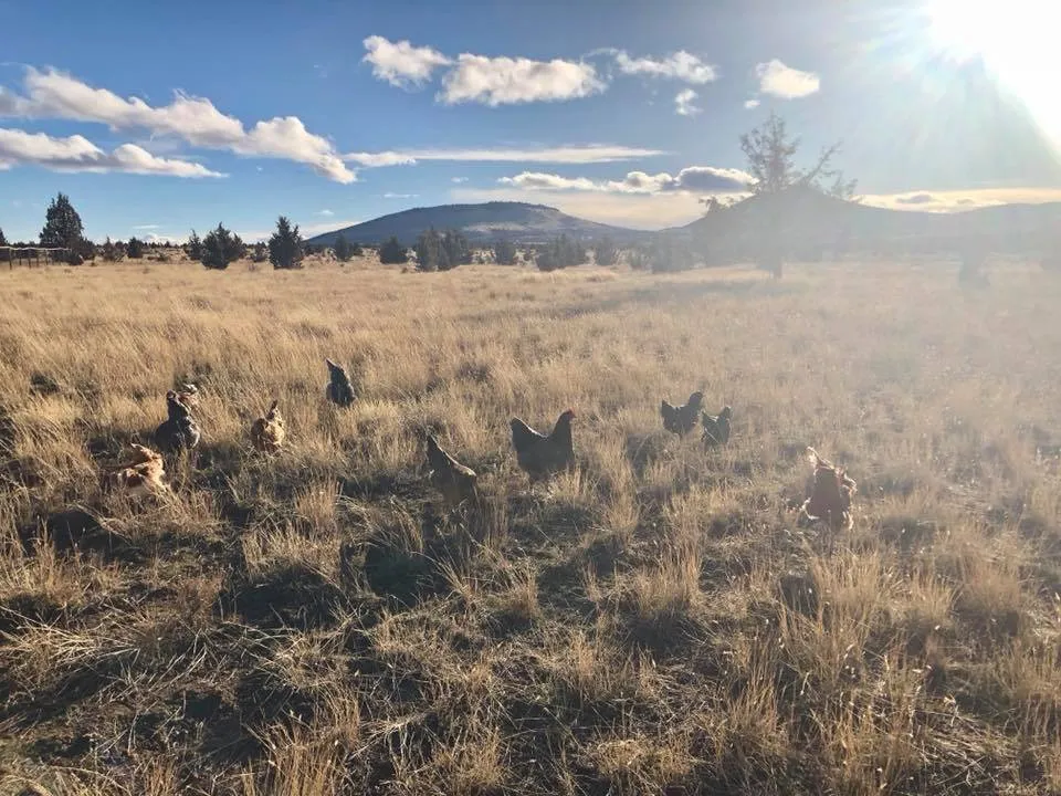 farmstead farmsteadsmith freerange chickens