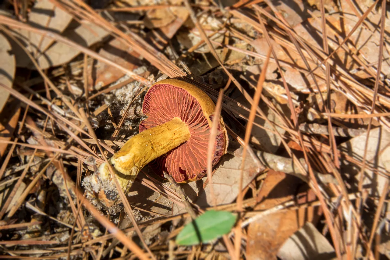 Cortinarius semisanguineus (Surprise Webcap) MushroomGills01.jpg