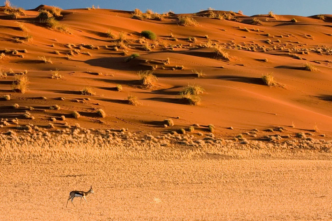 Springbok_Antelope_Sossusvlei_Namib_Desert_Namibia_Luca_Galuzzi_2004.JPG