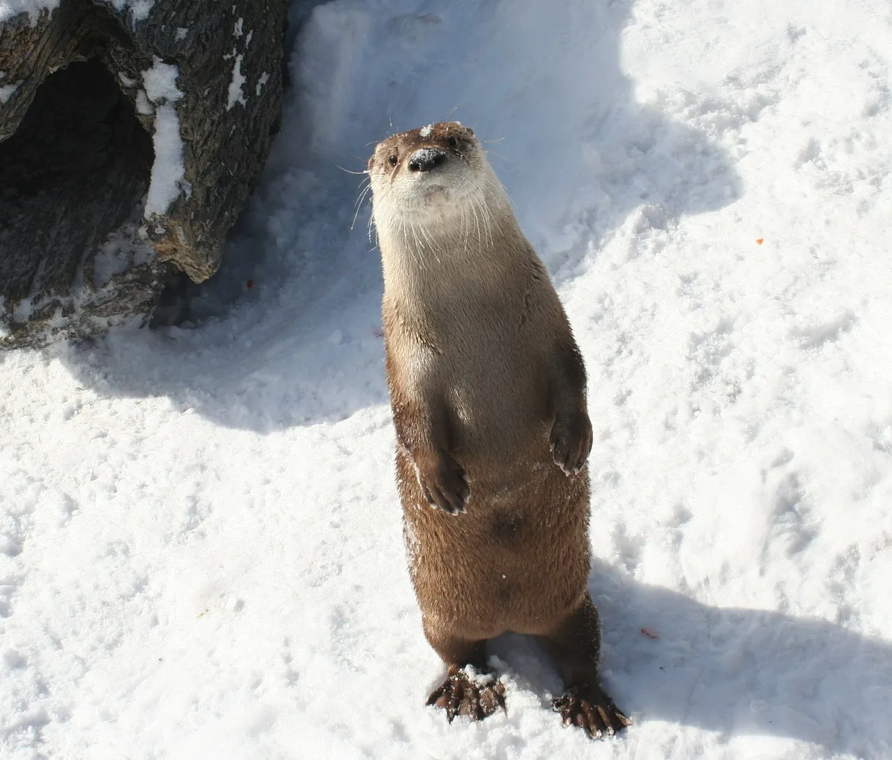 river-otter-585977_1280.jpg