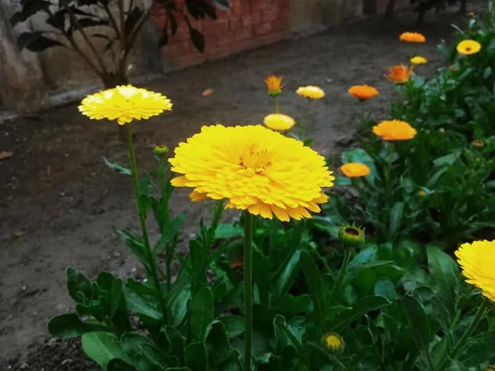 IMG_20180615_201152_510.jpg