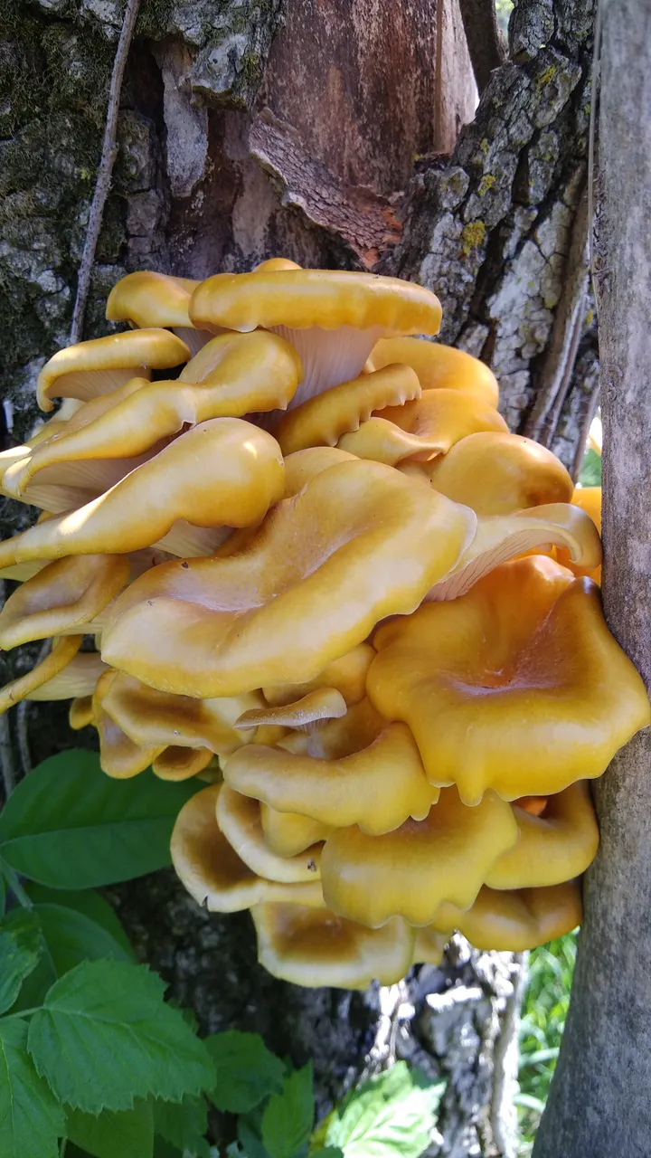 20180517_150833_Burst01.jpg