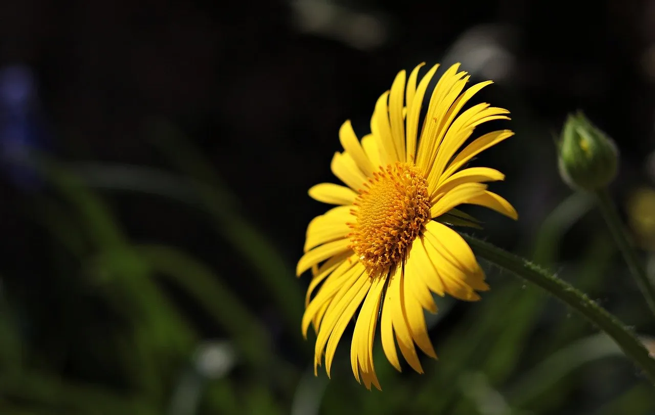 marguerite-3342050_1280.jpg