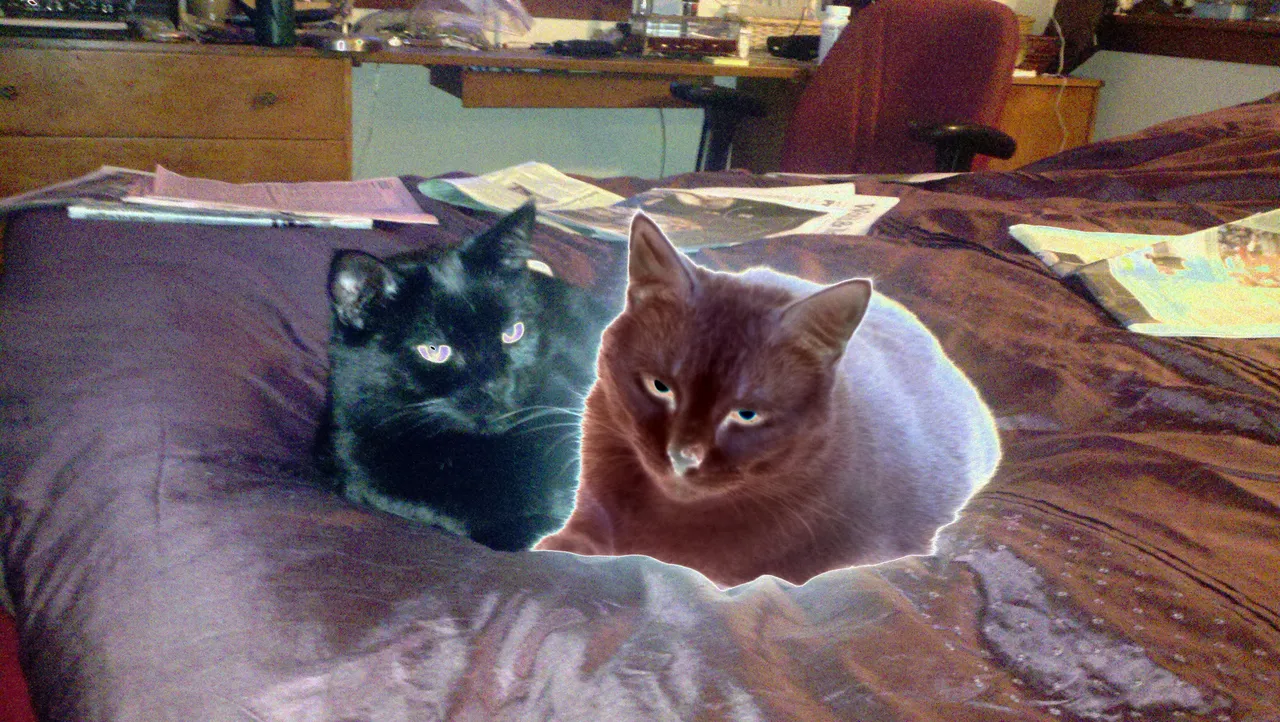 trippy kitties 2011.jpg