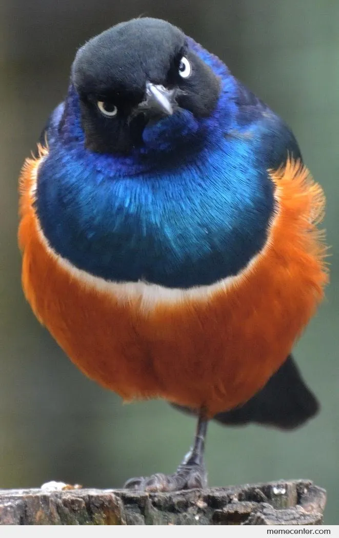 Superb-Starling_o_25719.jpg