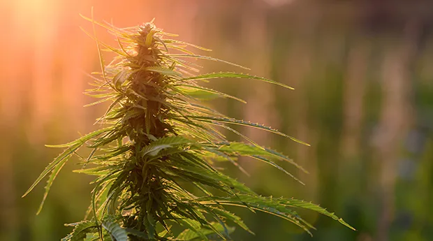 Cannabis-cancer-healing.jpg