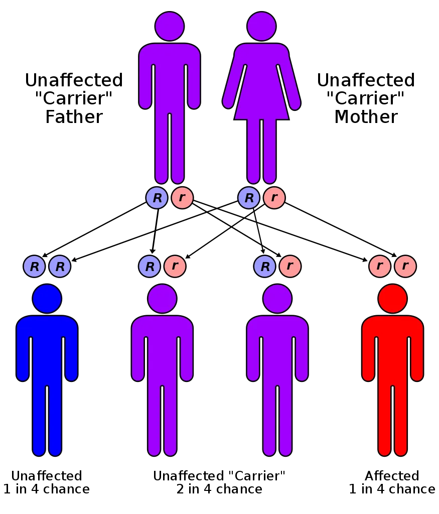 875px-Autorecessive.svg.png