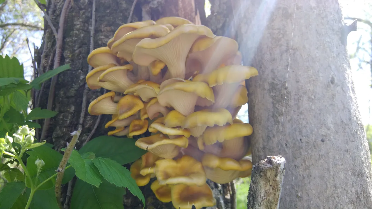 20180517_150841_Burst01.jpg