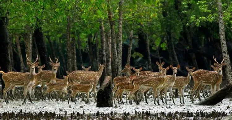 Sundarban20170704234019.jpg